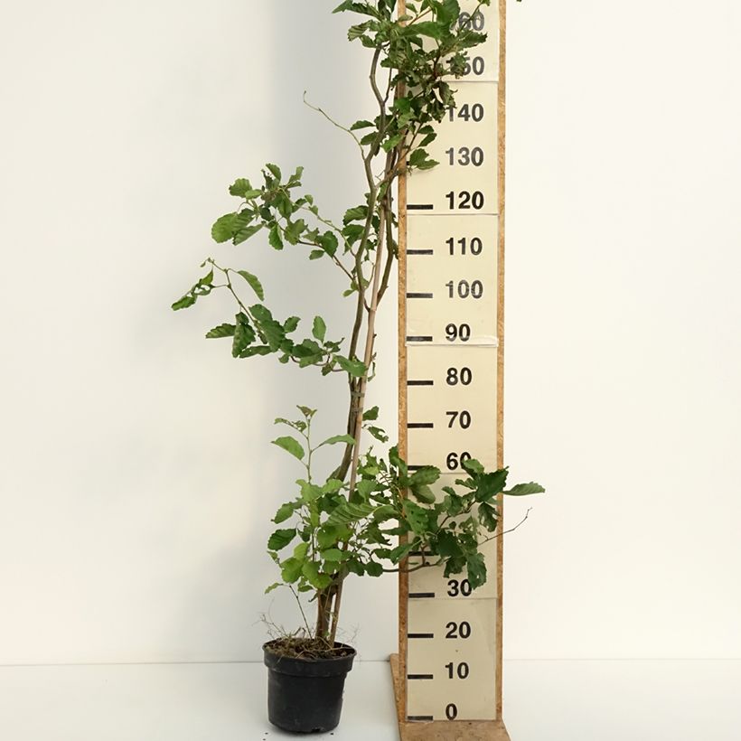 Exemplaar van Alnus glutinosa Greenwood - Zwarte els Pot van 4 l/5 l zoals geleverd in de zomer