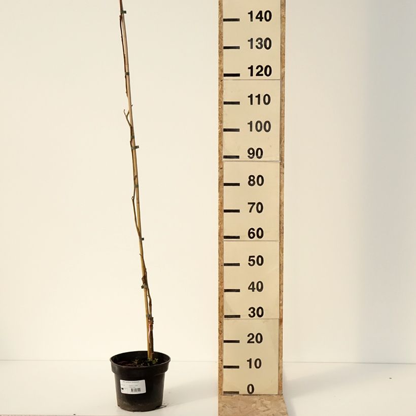 Example of Alnus glutinosa Greenwood - Zwarte els Pot van 4 l/5 l as you get in hiver