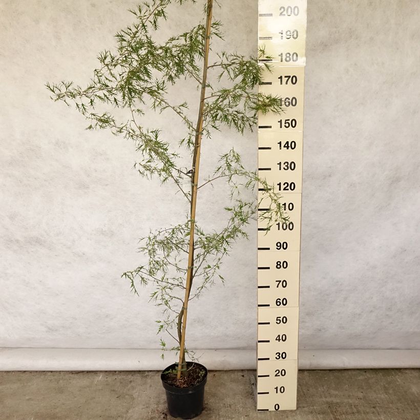Exemplaar van Alnus glutinosa Imperialis - Zwarte els Pot van 7,5 l/10 l zoals geleverd in de zomer