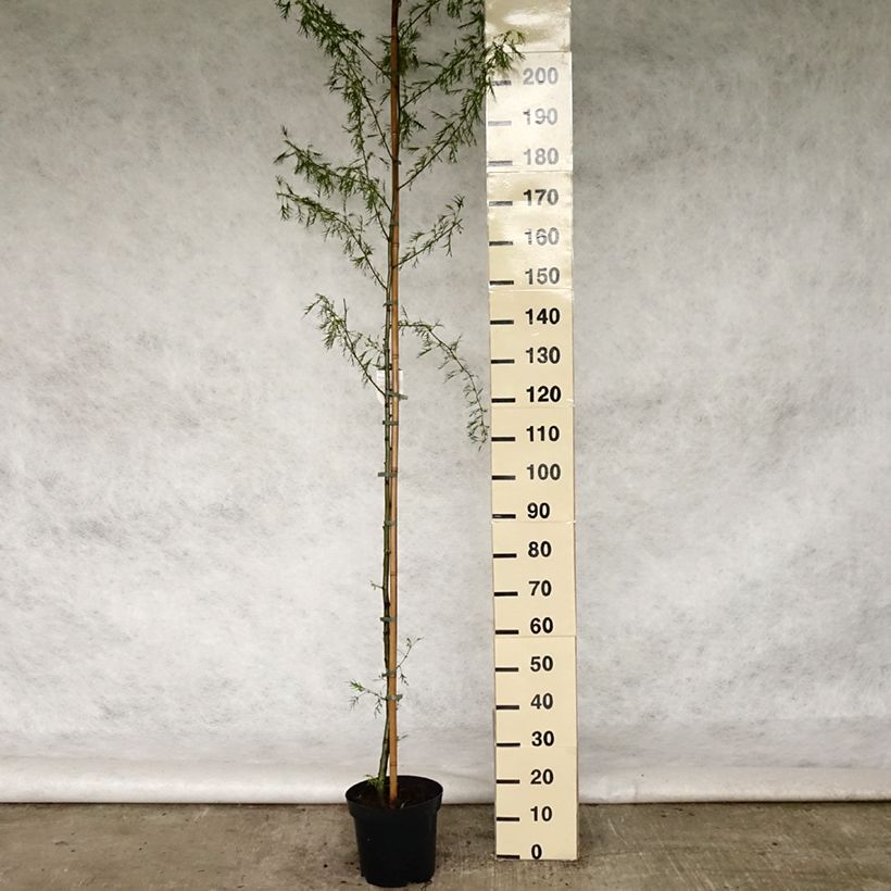 Exemplaar van Alnus glutinosa Imperialis - Zwarte els Pot van 7,5 l/10 l zoals geleverd in de lente