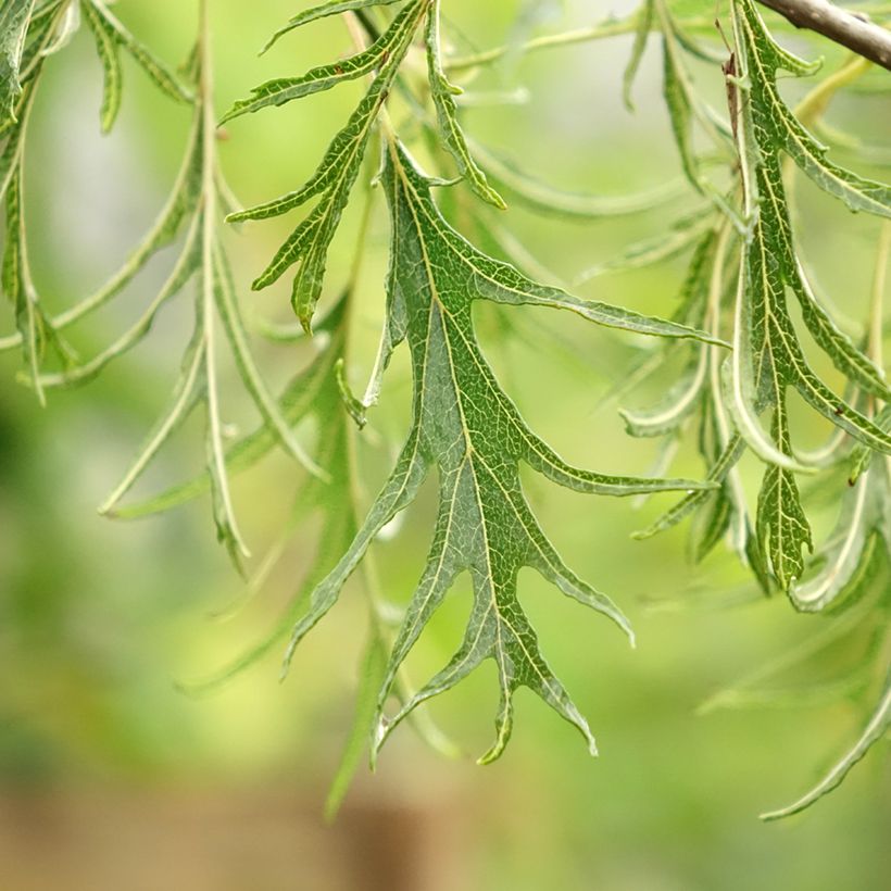 Alnus glutinosa Imperialis - Zwarte els (Blad)
