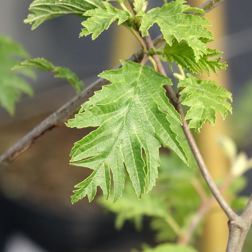 Alnus glutinosa Laciniata (Blad)