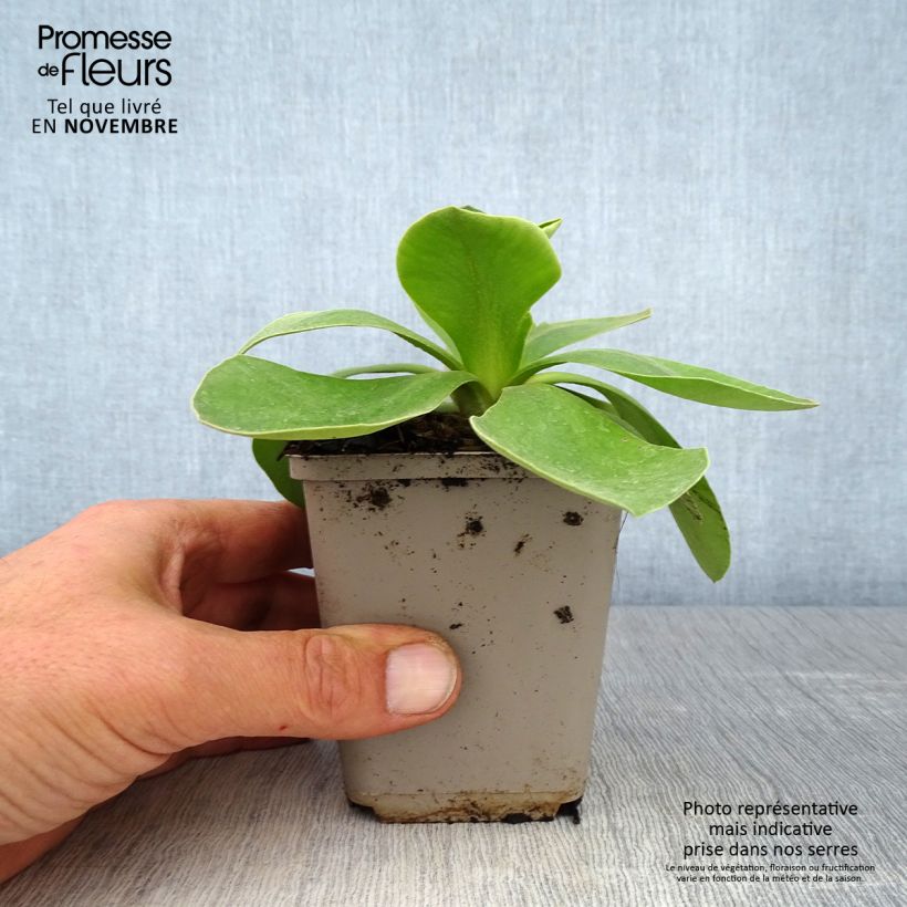 Exemplaar van Primula pubescens - Tuinaurikel Kweekpotje van 8/9 cm zoals geleverd in de herfst