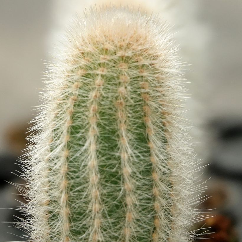 Austrocephalocereus dybowskii - Zuilcactus (Blad)