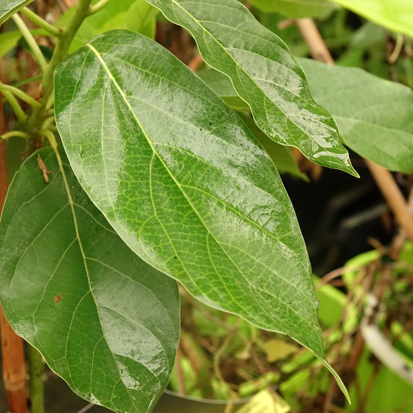 Avocadoboom - Persea americana (Blad)