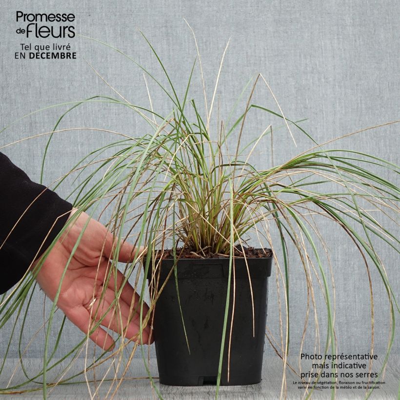 Exemplaar van Helictotrichon sempervirens - Sierhaver Pot van 2 l/3 l zoals geleverd in de herfst