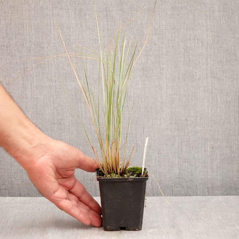 Exemplaar van Helictotrichon sempervirens - Sierhaver Kweekpotje van 8/9 cm zoals geleverd in de herfst