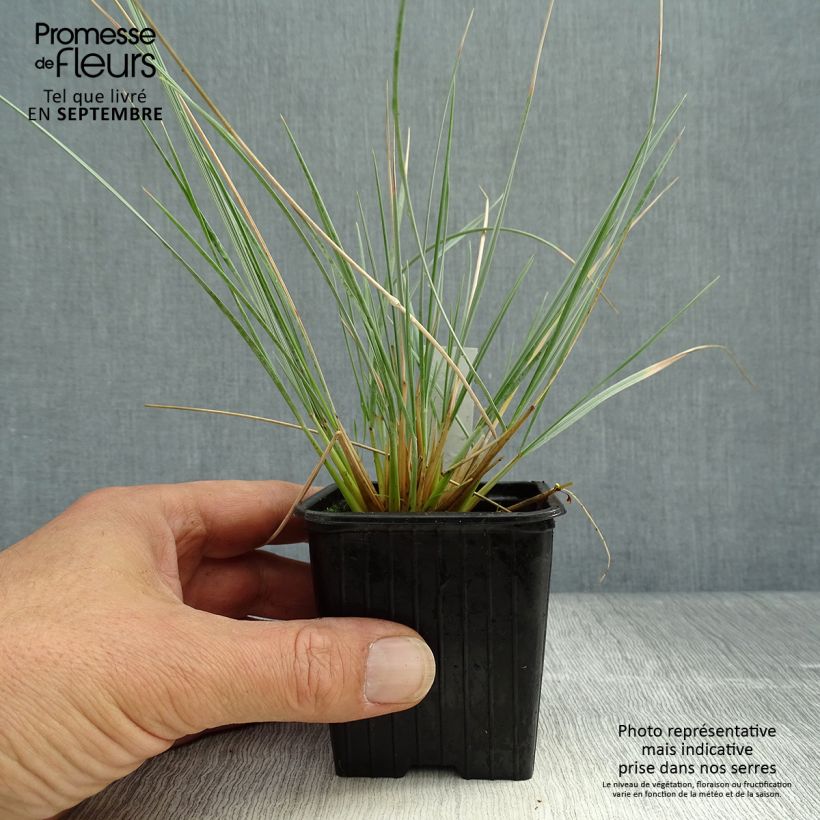 Exemplaar van Sierhaver Pendula - Helictotrichon sempervirens Kweekpotje van 8/9 cm zoals geleverd in de herfst