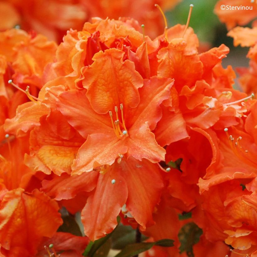 Azalea mollis Orangeade - Bladverliezende azalea (Bloei)
