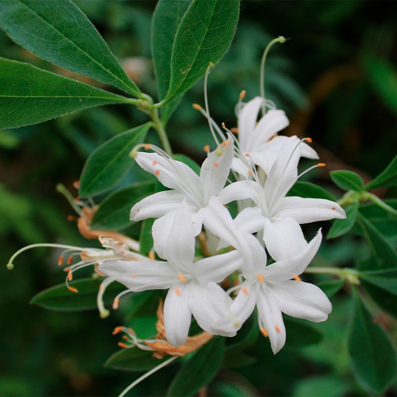 Rhododendron canescens - Azalea (Bloei)