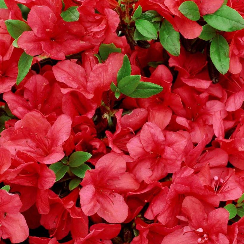 Rhododendron japonica Manuska - Japanse azalea (Flowering)