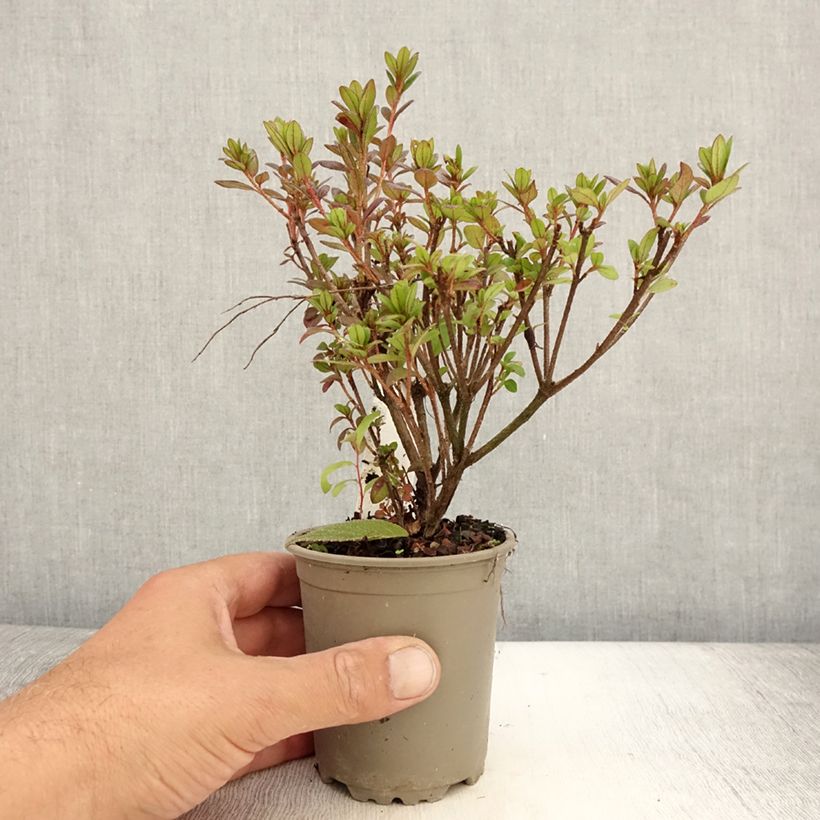 Exemplaar van Rhododendron japonica Moederdag - Japanse azalea Kweekpotje van 8/9 cm zoals geleverd in de zomer