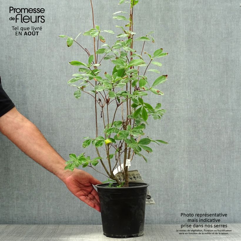 Exemplaar van Rhododendron Satan - Bladverliezende azalea Pot van 4 l/5 l zoals geleverd in de zomer