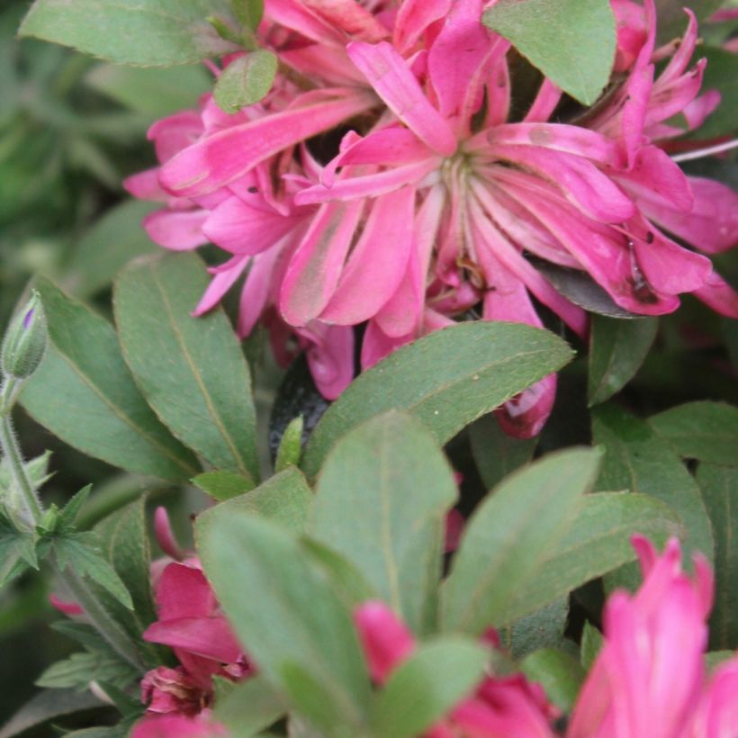 Rhododendron Pink Star - Japanse azalea (Foliage)