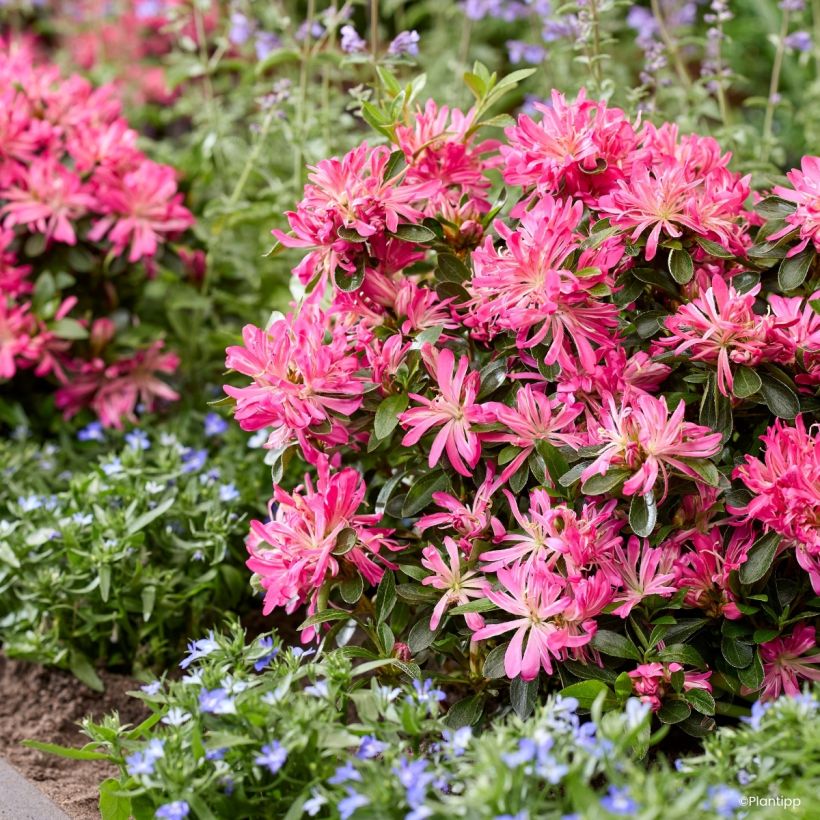 Rhododendron Pink Star - Japanse azalea (Plant habit)