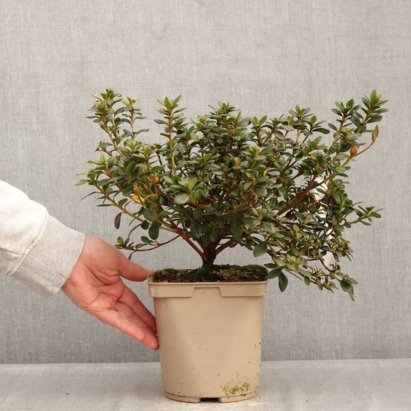 Exemplaar van Azalée d'Inde Clotilde - Rhododendron hybride Pot van 3 l/4 l zoals geleverd in de winter
