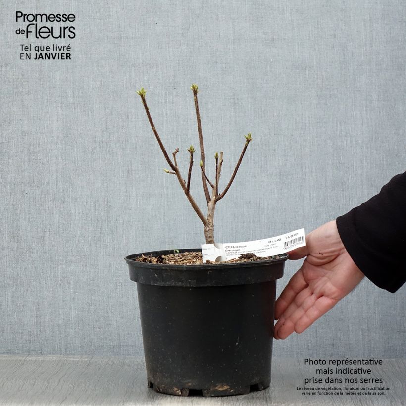 Example of Rhododendron knaphill Arneson Gem - Knaphill-azalea Pot van 4 l/5 l as you get in hiver