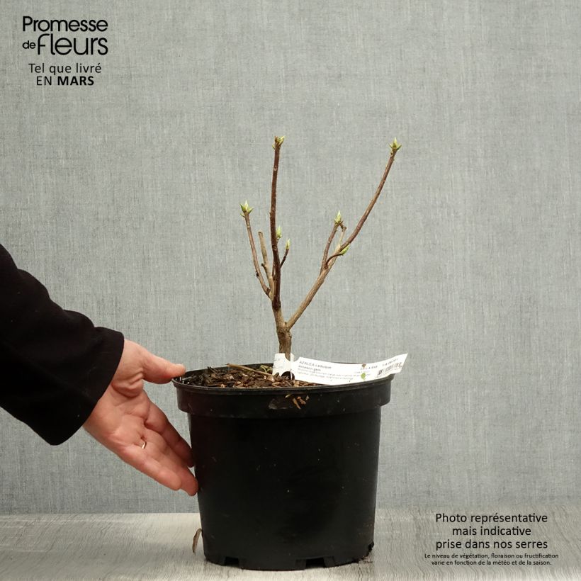 Exemplaar van Rhododendron knaphill Arneson Gem - Knaphill-azalea Pot van 4 l/5 l zoals geleverd in de lente