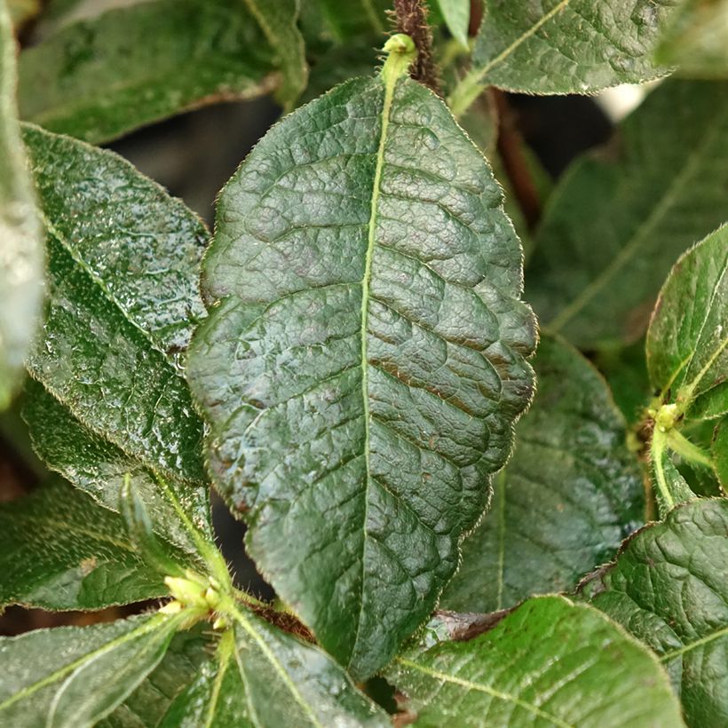 Rhododendron knaphill Arneson Gem - Knaphill-azalea (Blad)