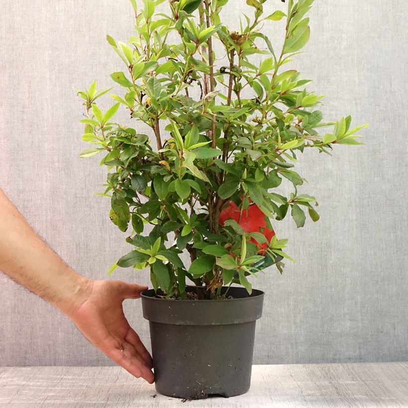 Exemplaar van Rhododendron viscosum Karminduft - Azalea mollis Pot van 4 l/5 l zoals geleverd in de zomer