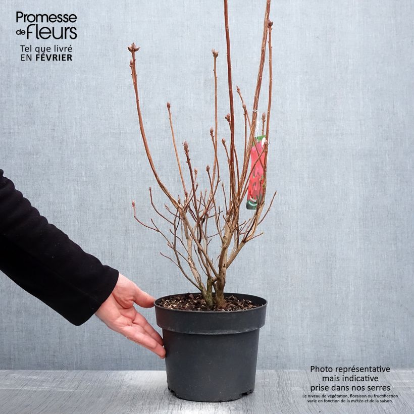 Example of Azalée de Chine Karminduft - Rhododendron viscosum  Pot van 4 l/5 l as you get in hiver