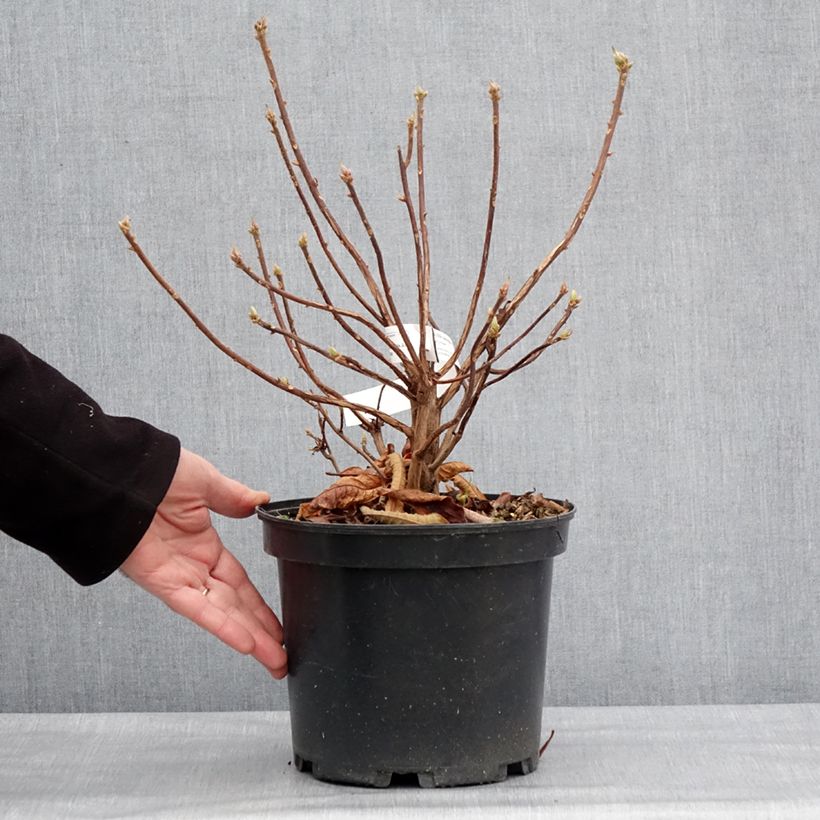 Example of Azalée de Chine Berry Rose - Rhododendron hybride Pot van 4 l/5 l as you get in hiver