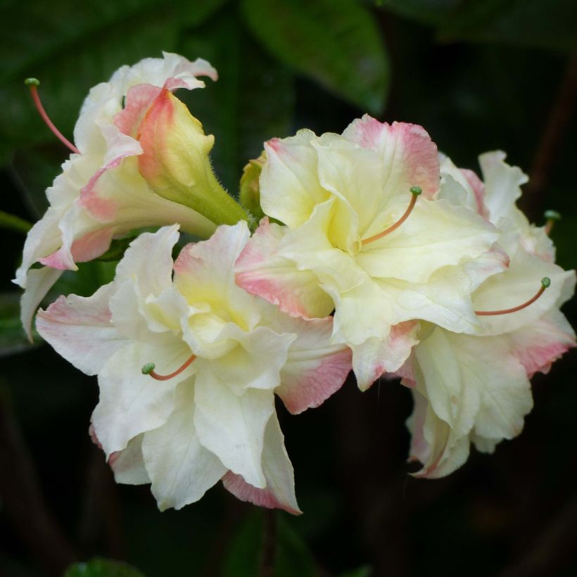 Rhododendron Cannon's Double - Azalea mollis (Flowering)