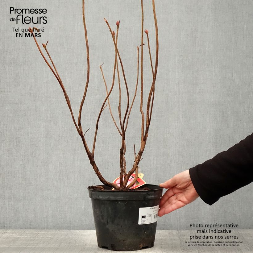 Example of Azalée de Chine Cecile - Azalea mollis Pot van 4 l/5 l as you get in printemps