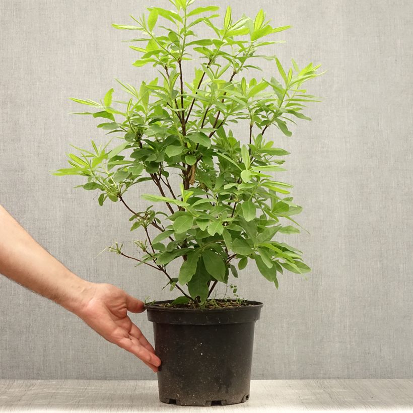 Exemplaar van Rhododendron occidentale Delicatissima - Azalea mollis Pot van 4 l/5 l zoals geleverd in de zomer