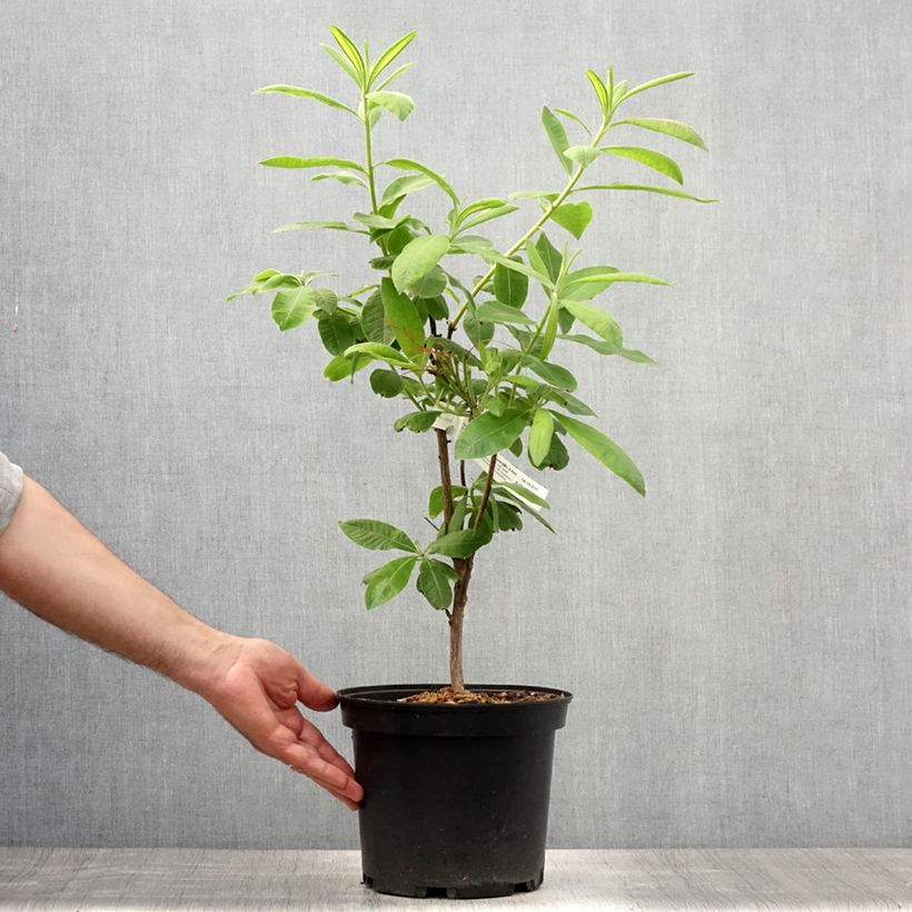 Exemplaar van Rhododendron mollis Demoiselles de Boutiguery Aurora - Bladverliezende Azalea Pot van 4 l/5 l zoals geleverd in de zomer