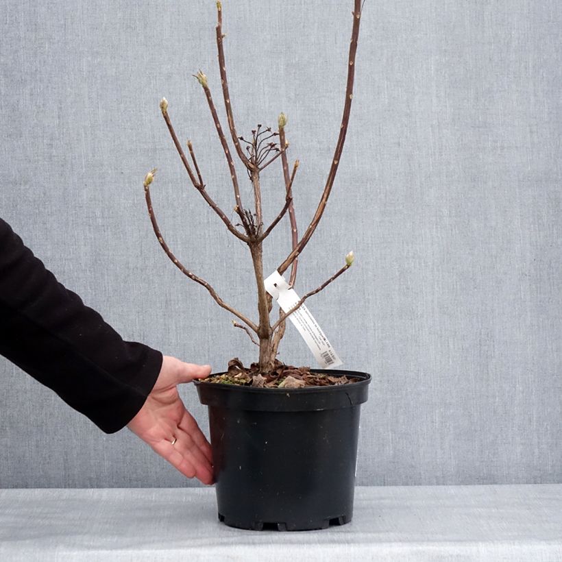 Example of Azalée de Chine Demoiselles de Boutiguery Aurora - Rhododendron hybride Pot van 4 l/5 l as you get in hiver