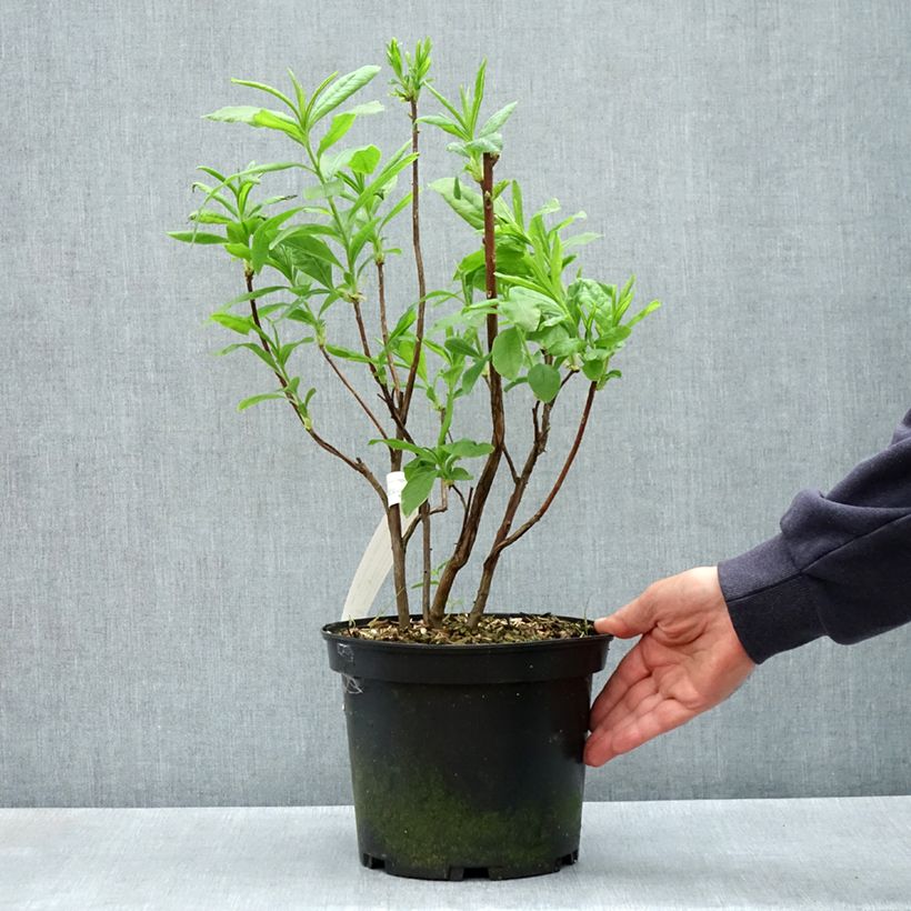 Example of Azalée de Chine Demoiselles de Boutiguery Callista - Rhododendron hybride Pot van 4 l/5 l as you get in printemps