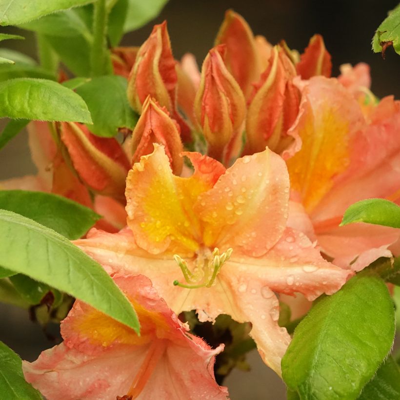 Rhododendron mollis Demoiselles de Boutiguery Idylla - Bladverliezende Azalea (Bloei)