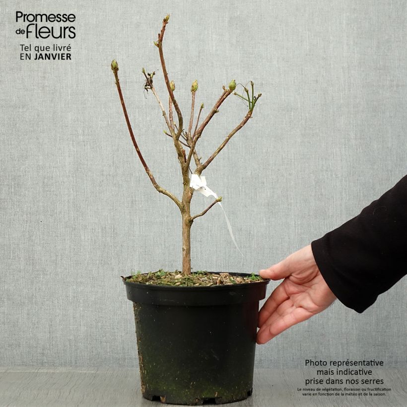 Example of Rhododendron mollis Demoiselles de Boutiguery Idylla - Bladverliezende Azalea Pot van 4 l/5 l as you get in hiver