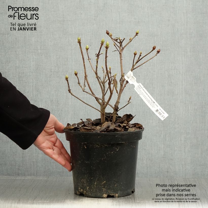 Example of Rhododendron mollis Demoiselles de Boutiguery Kassia - Bladverliezende Azalea Pot van 4 l/5 l as you get in hiver