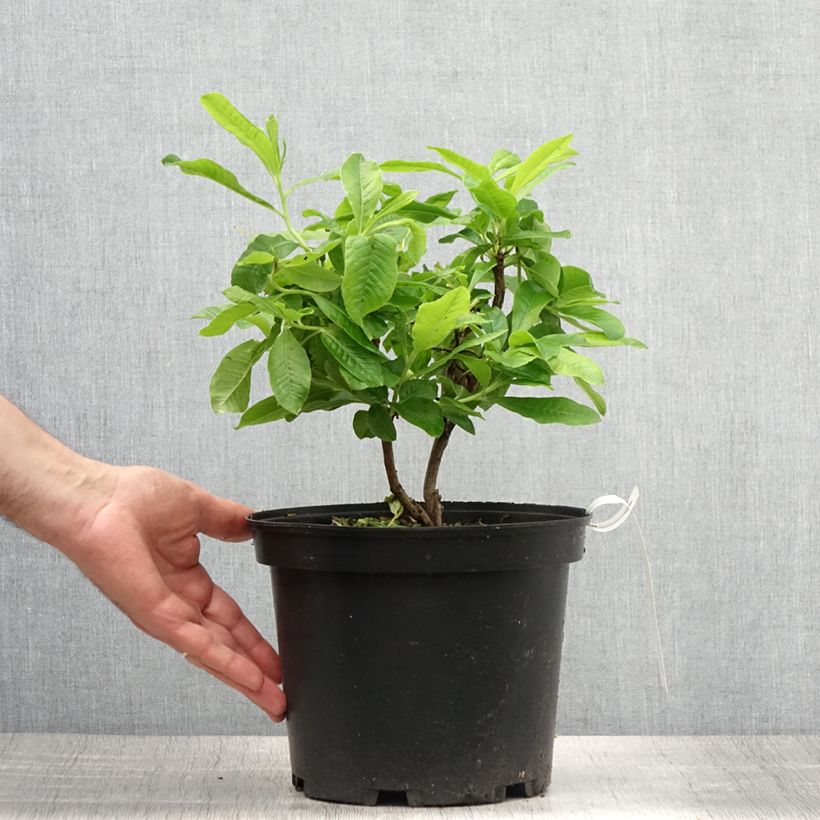 Exemplaar van Rhododendron mollis Demoiselles de Boutiguery Nella - Azalea mollis Pot van 4 l/5 l zoals geleverd in de zomer