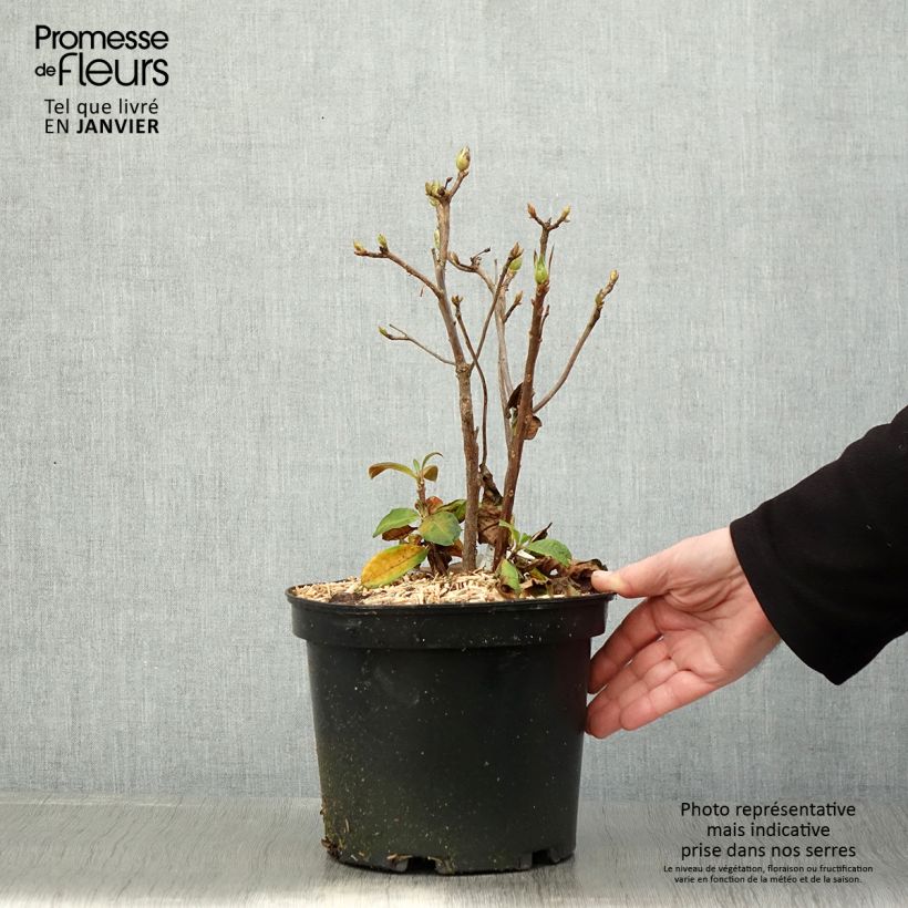 Example of Rhododendron mollis Demoiselles de Boutiguery Nella - Azalea mollis Pot van 4 l/5 l as you get in hiver
