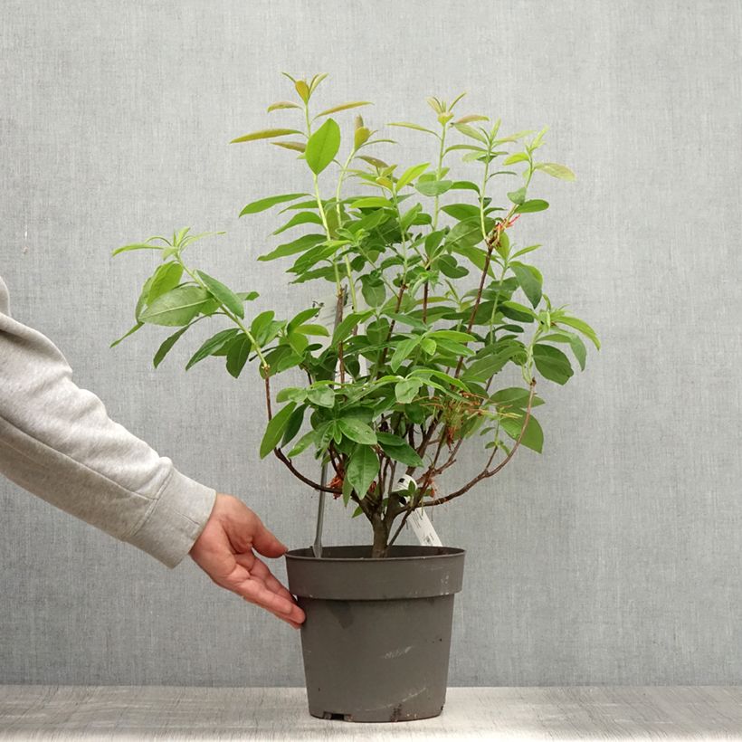Exemplaar van Rhododendron knaphill Fire Ball - Knaphill-azalea Pot van 4 l/5 l zoals geleverd in de zomer