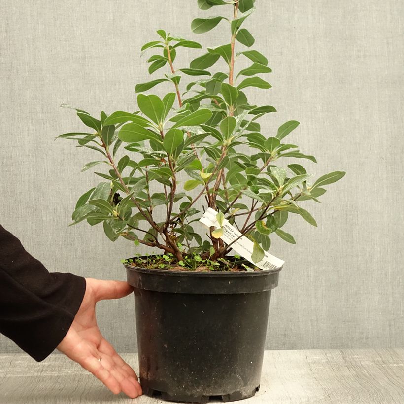 Exemplaar van Rhododendron atlanticum Fragrant Star - Bladverliezende Azalea Pot van 4 l/5 l zoals geleverd in de herfst