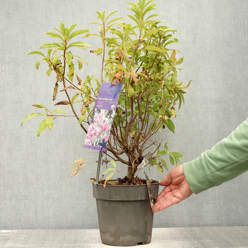 Exemplaar van Rhododendron Fraseri - Azalea mollis Pot van 4 l/5 l zoals geleverd in de zomer
