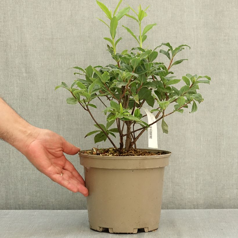 Exemplaar van Azalea mollis Gibraltar - Bladverliezende azalea Pot van 4 l/5 l zoals geleverd in de zomer