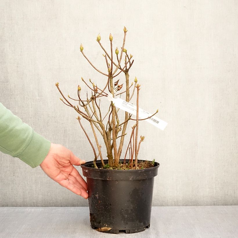 Exemplaar van Azalée de Chine Gibraltar - Azalea mollis Pot van 4 l/5 l zoals geleverd in de winter