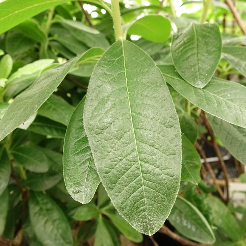 Rhododendron mollis Harvest Moon - Azalea mollis (Blad)