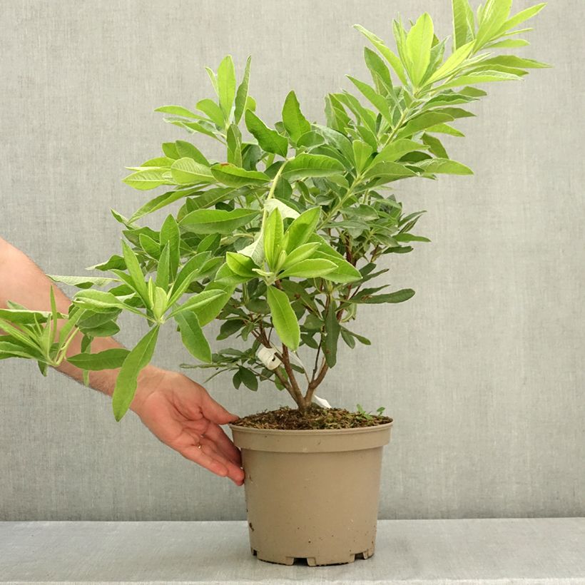 Exemplaar van Azalea mollis Hortulanus H Witte - Bladverliezende azalea Pot van 4 l/5 l zoals geleverd in de zomer