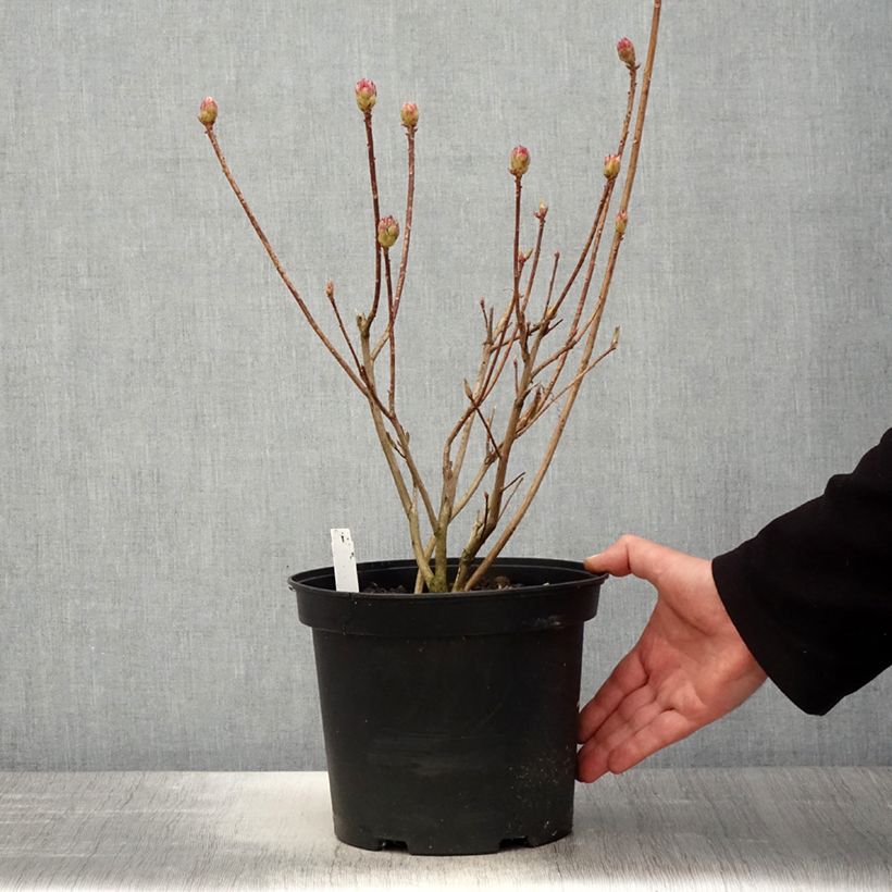 Exemplaar van Rhododendron mollis Koster's Brilliant Rood - Azalea mollis Pot van 4 l/5 l zoals geleverd in de lente