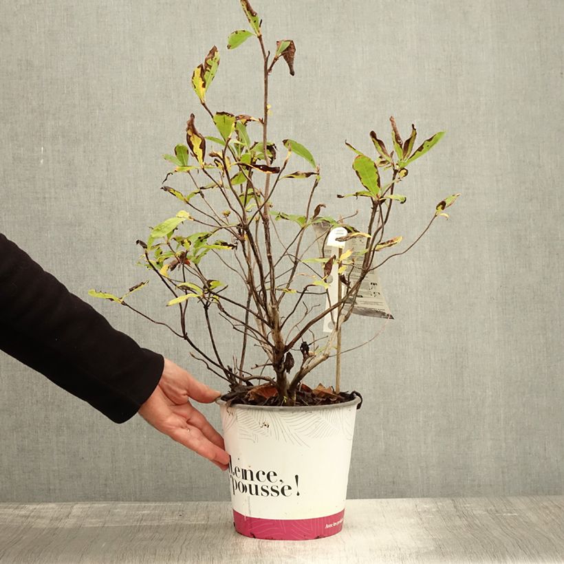Exemplaar van Rhododendron Lingot d'Or - Azalea mollis Pot van 4 l/5 l zoals geleverd in de herfst