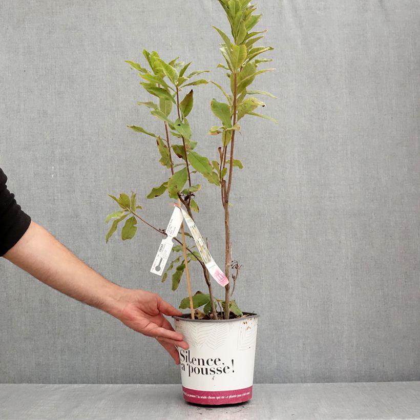 Exemplaar van Rhododendron mollis Persil - Azalea mollis Pot van 4 l/5 l zoals geleverd in de zomer