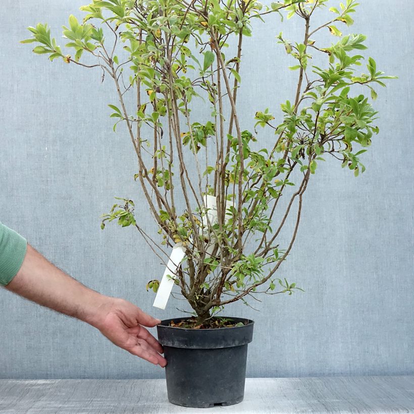 Exemplaar van Rhododendron viscosum Sommerduft - Azalea mollis Pot van 4 l/5 l zoals geleverd in de zomer