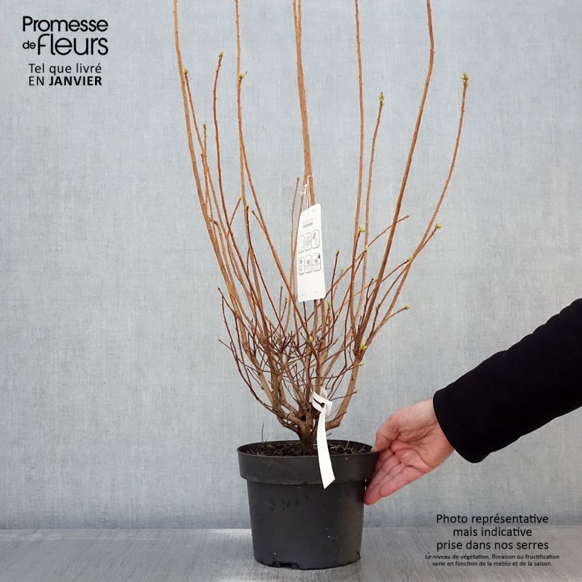 Example of Azalée de Chine Sommerduft - Rhododendron viscosum Pot van 4 l/5 l as you get in hiver