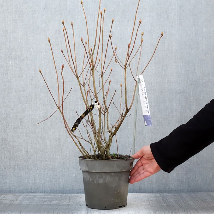 Example of Rhododendron Soir de Paris - Azalea mollis Pot van 4 l/5 l as you get in hiver